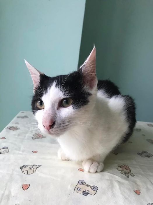 Чорно білий котик