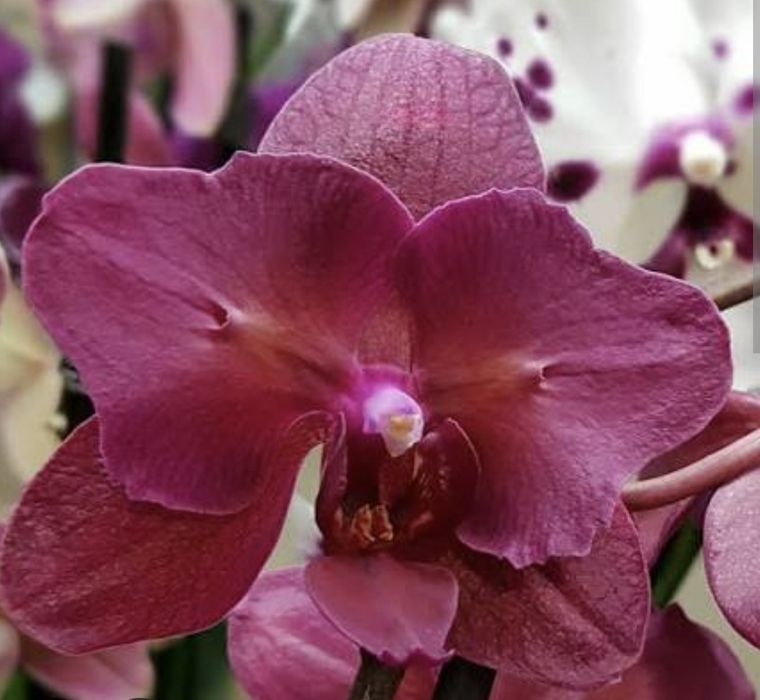 Орхідея Паваротті метелик