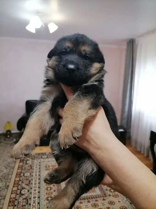 немцы 1 мес бронь отдача в 2 мес после прививки