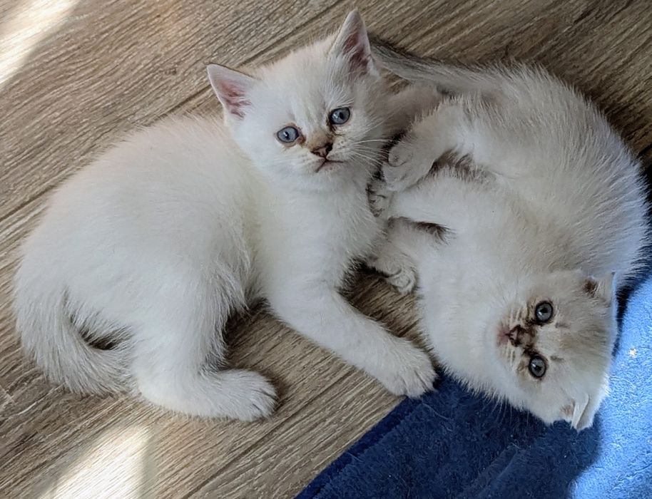 шотландські котята