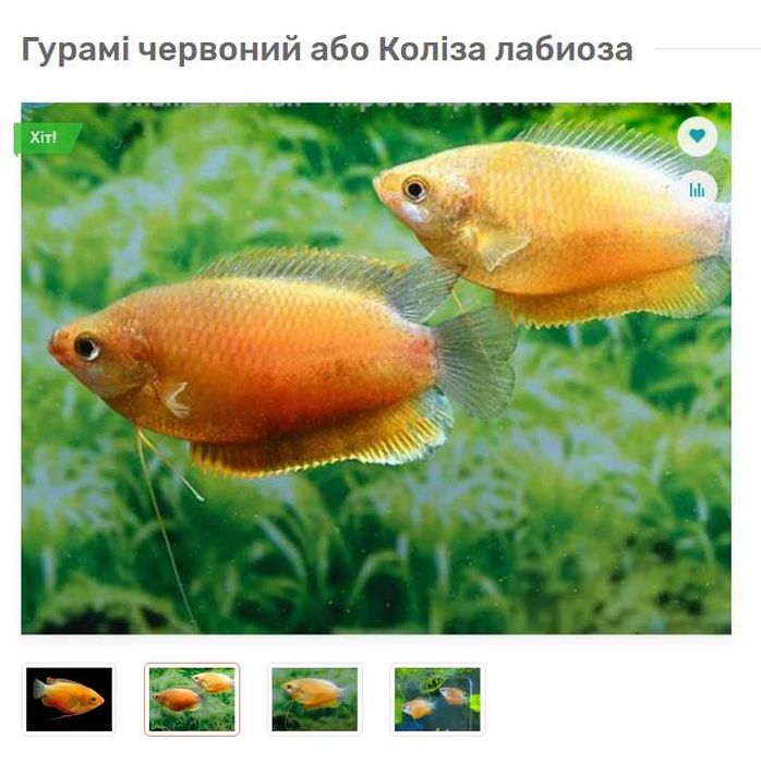 Гурамі медовий червоний / Коліза лабиоза