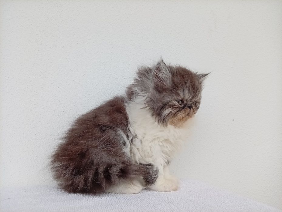 Gatinha persa linda