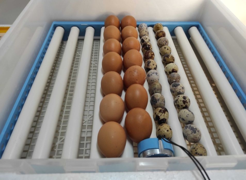 Chocadeira automática