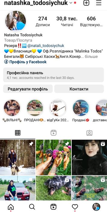 Високоякісні бенгальчики. Розплідник