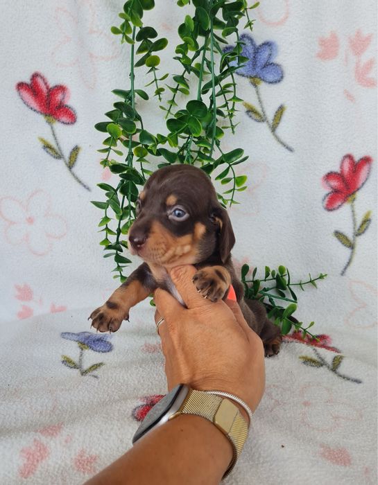 Excelente menina Teckel Choco Tan  de Qualidade