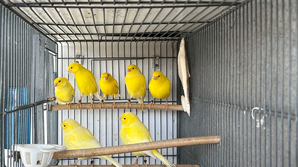 Canários Amarelos Machos e Fêmeas (Intensos e Nevados) - Anilhados