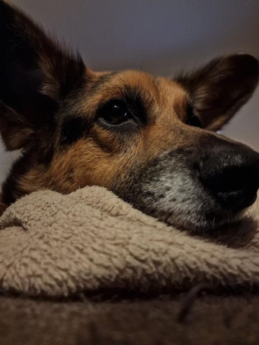 Cadela para adoção