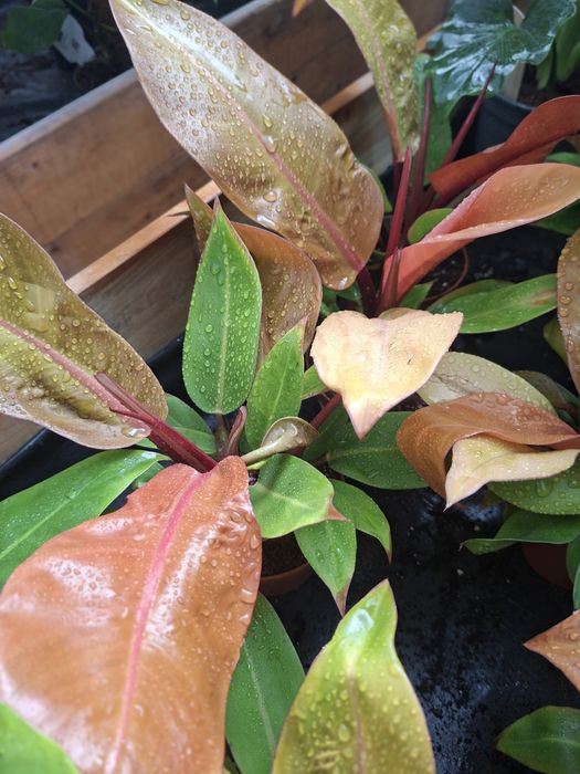Philodendron ‘Prince of Orange’ Filodendron, WYSYŁKA