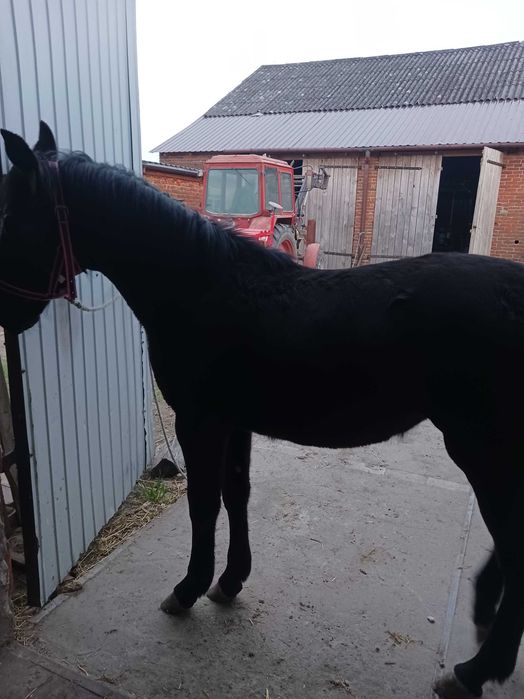 Klaczka rasy Śląska