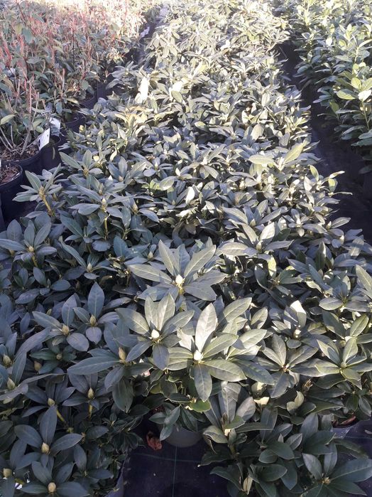 rododendron różanecznik C4