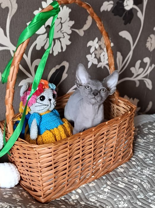 Котята сфинкс. Мальчик и девочки