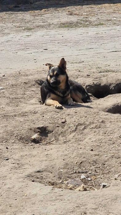 Roczne suczki do adopcji.