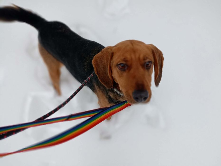 Kłapoucha, pogodna i energiczna Beza