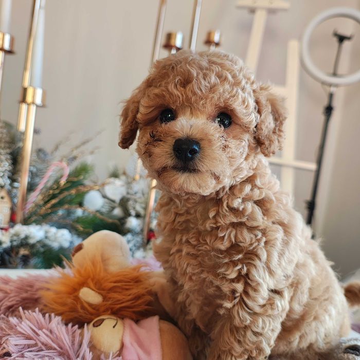 Poochon / Bichpoo / Pudel Toy piesek