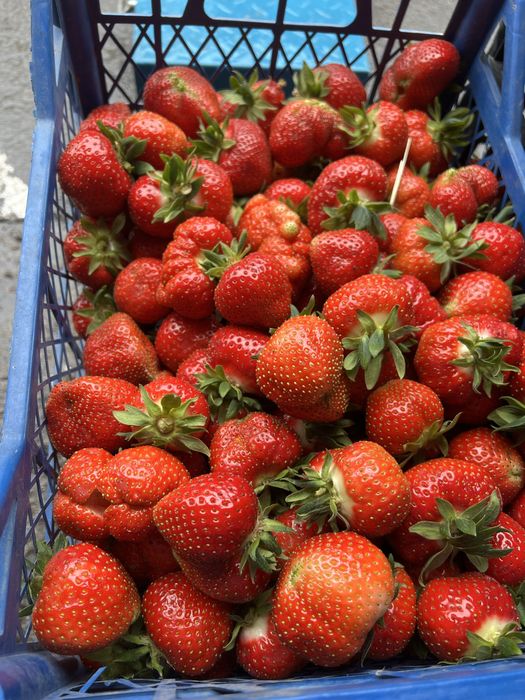 Продам саджанці малини ,полуниці різних сортів