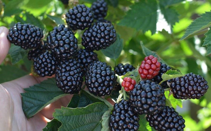 SADZONKI Jeżyny bezkolcowej- czernica od Producenta! Soczyste owoce!