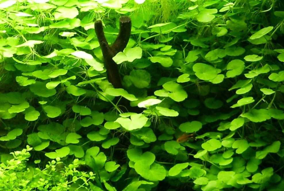 Rośliny do akwarium - Hydrocotyle leucocephala