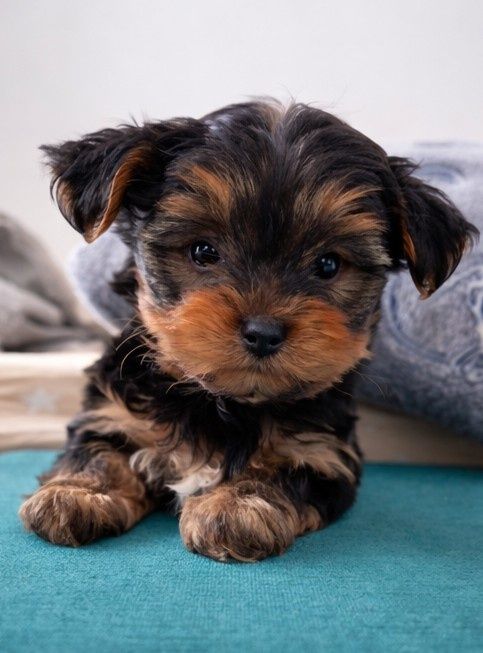 Piesek York mini rezerwacja