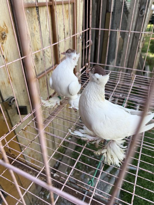 Sprzedam krymki Polskie czerwone