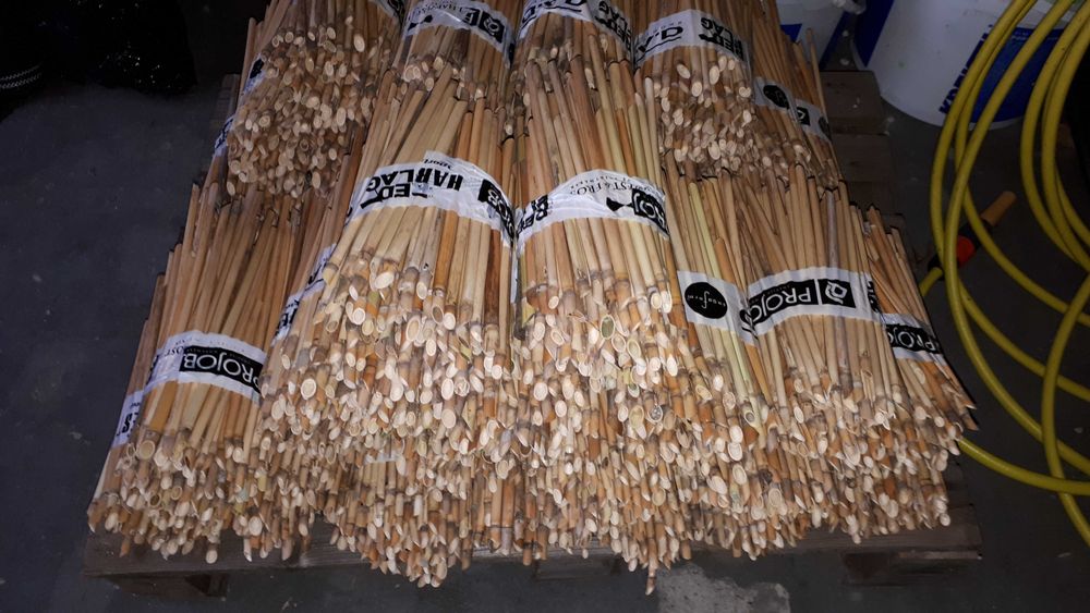 Murarka Rogata kokony i rurki