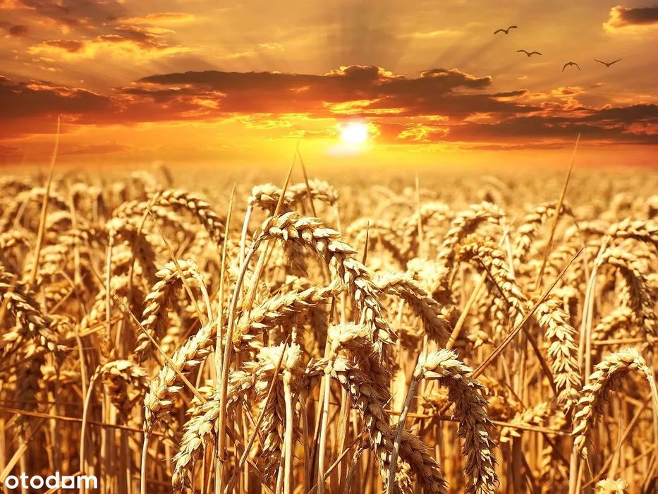 Wyjątkowa oferta inwestycyjna – grunt 200–600 ha w Wielkopolsce