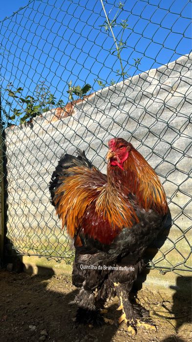 Brahma perdiz Dourado/azul [frangos]