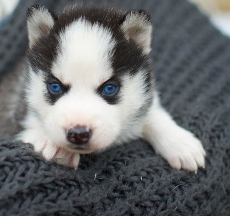 Сибірські хаскі. Блакитні очі. КСУ