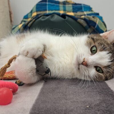 Doris szuka wspaniałej rodziny