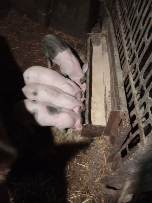Продам поросят,вес до 10 кг