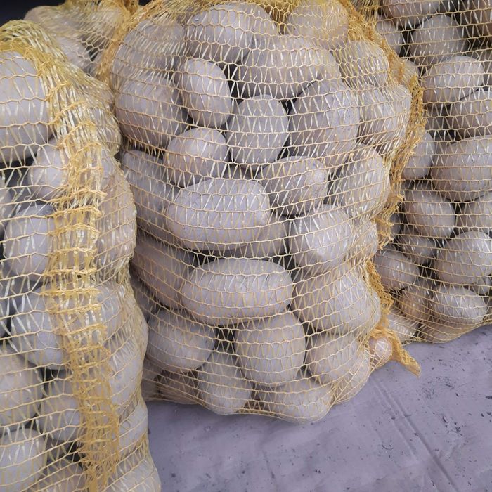 Ziemniaki jadalne queen anne wineta soraya  bardzo dobre