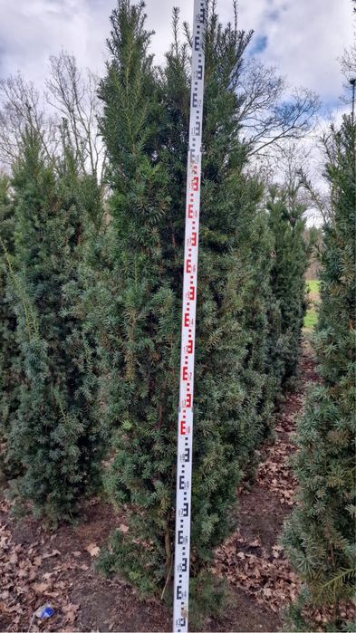 Cis Hilli 150-160cm (Hiksi david szmaragd klon sosna katalpa)