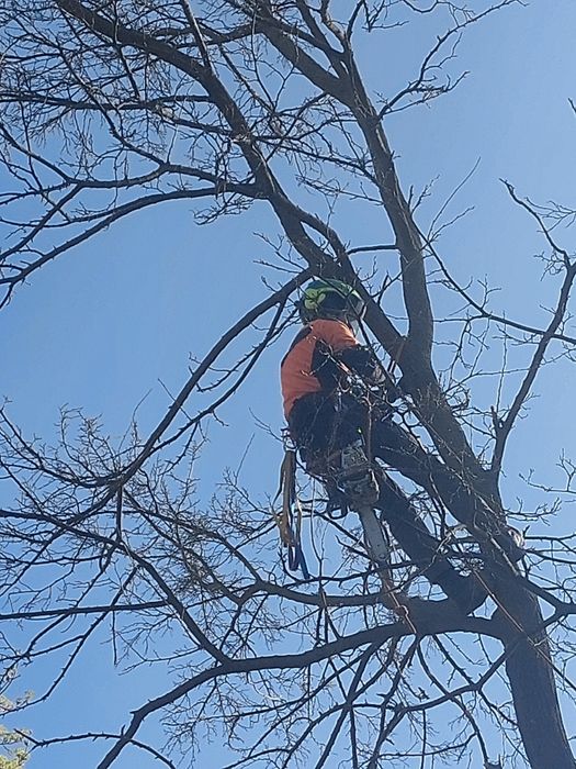 Przycinanie żywopłotów, wycinka, pielęgnacja drzew prace ogrodowe Warszawa