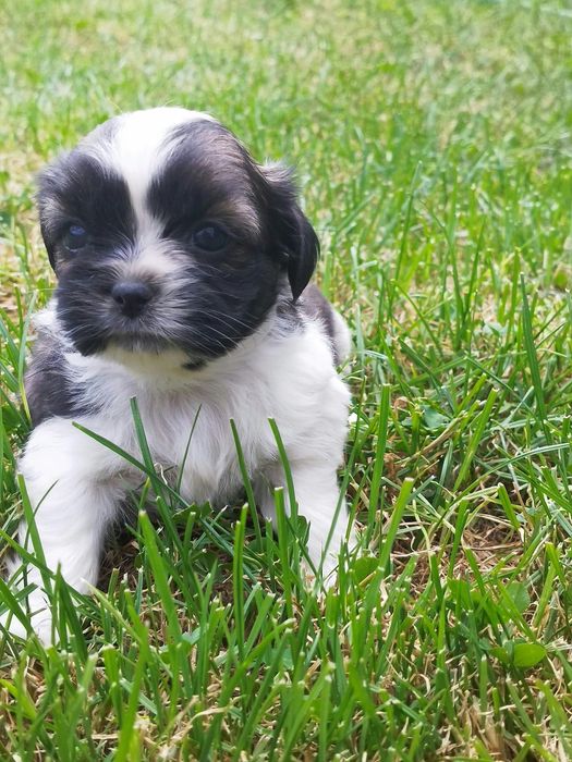 Sprzedam  shih tzu