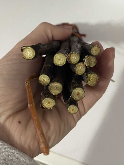 Gałązki wierzby  dla gryzoni - świeże  przyrosty 130 g