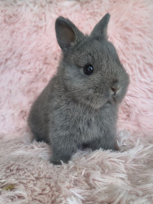 Karzełek niderlandzki/ Teddy / mini lop / krótkowlosy / puszysty