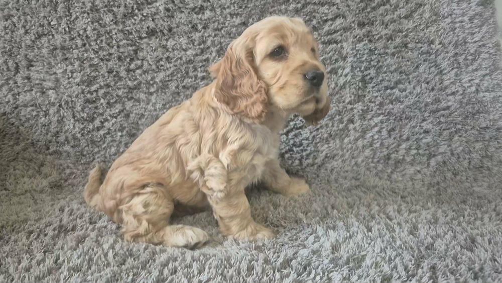 Cocker spaniel angielski chłopiec i dwie dziewczynki