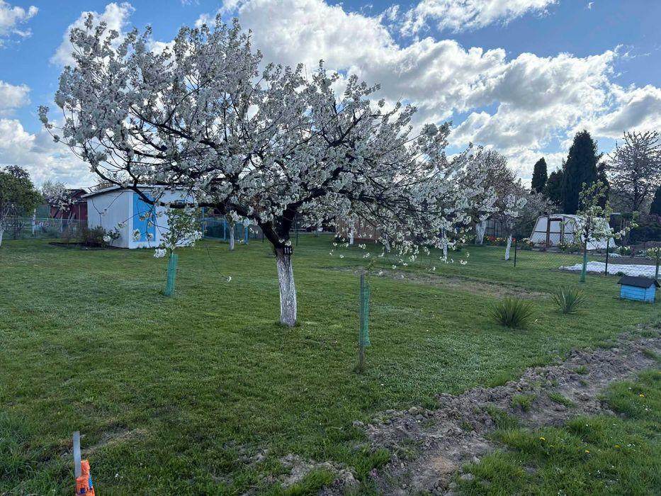 Działka rekreacyjna w Olesnicy (prad+Woda) 400m2