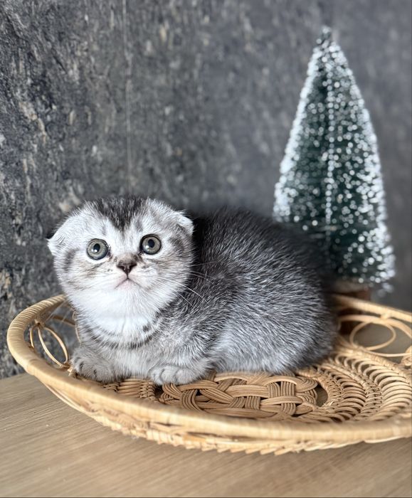 Висловухі віскасні кошенята-маленьке щастя, яке чекає саме на вас