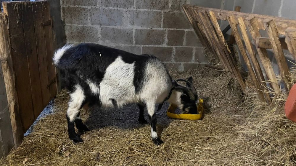 Продам козу. Прогулянка другий раз.