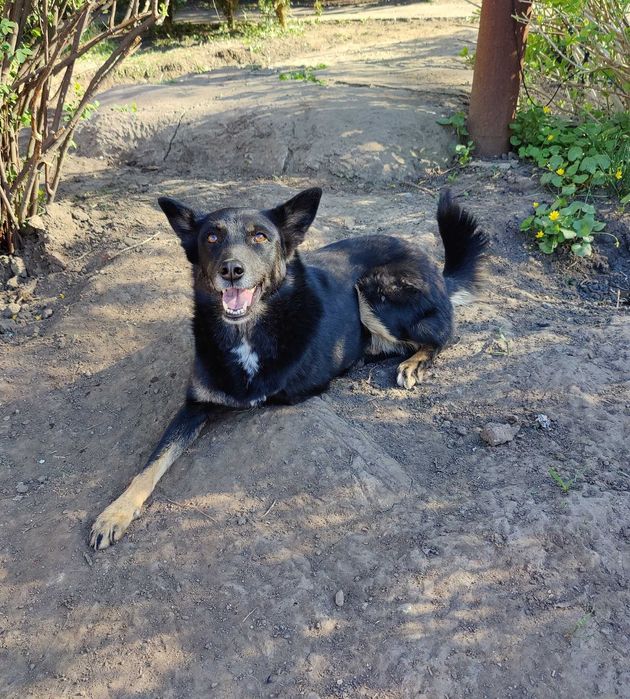 Красива, добра особлива собака Лада ТЕРМІНОВО в люблячу родину!