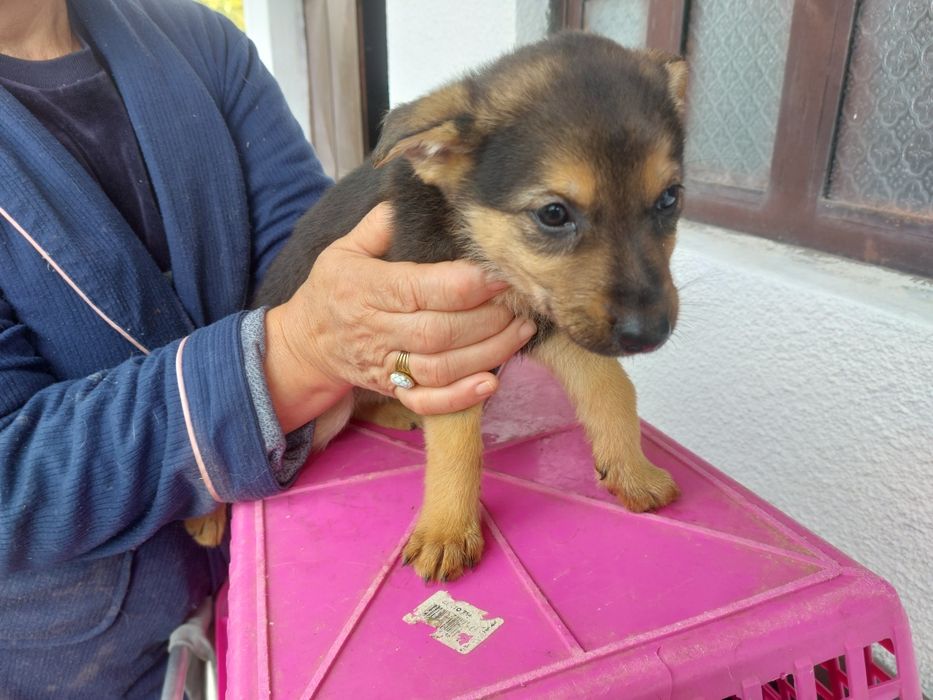Cães para adopção