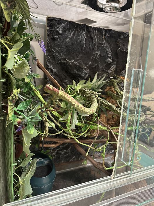 Тераріум для рептилії