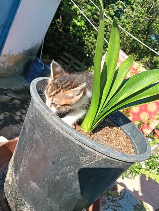 Gatinho bebé tigrado muito meigo para adoção responsável