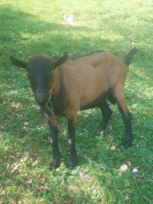 Альпійські козлики Місько і Бурик для парування