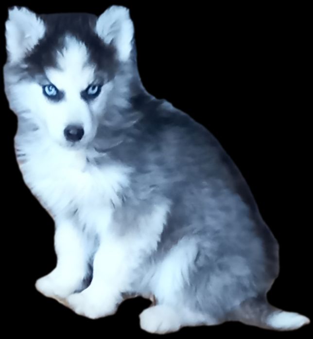 Suczka Siberian Haski