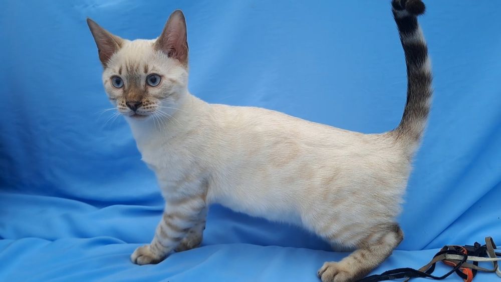 Снежный бенгальский котенок кот мальчик девочка