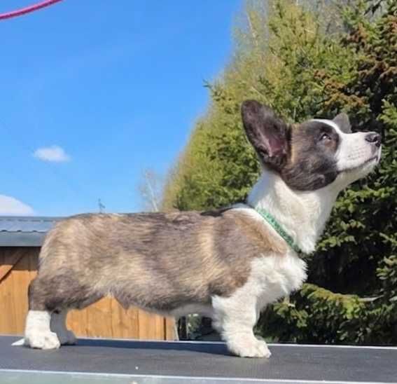 Welsh Corgi Cardigan szczenie