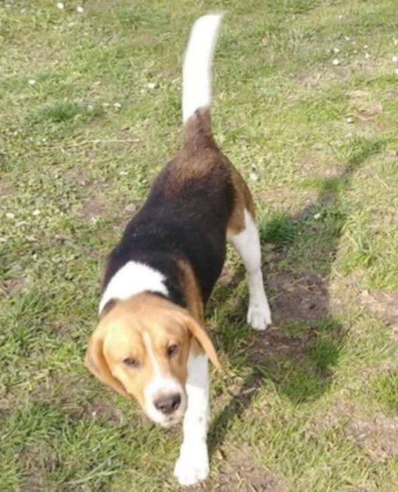 Zaginął pies beagle.