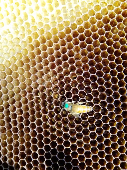 F1 бджоломатки,матки пчеломатки плідні італійки кордован