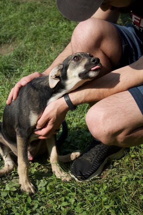 Собака Річі шукає родину